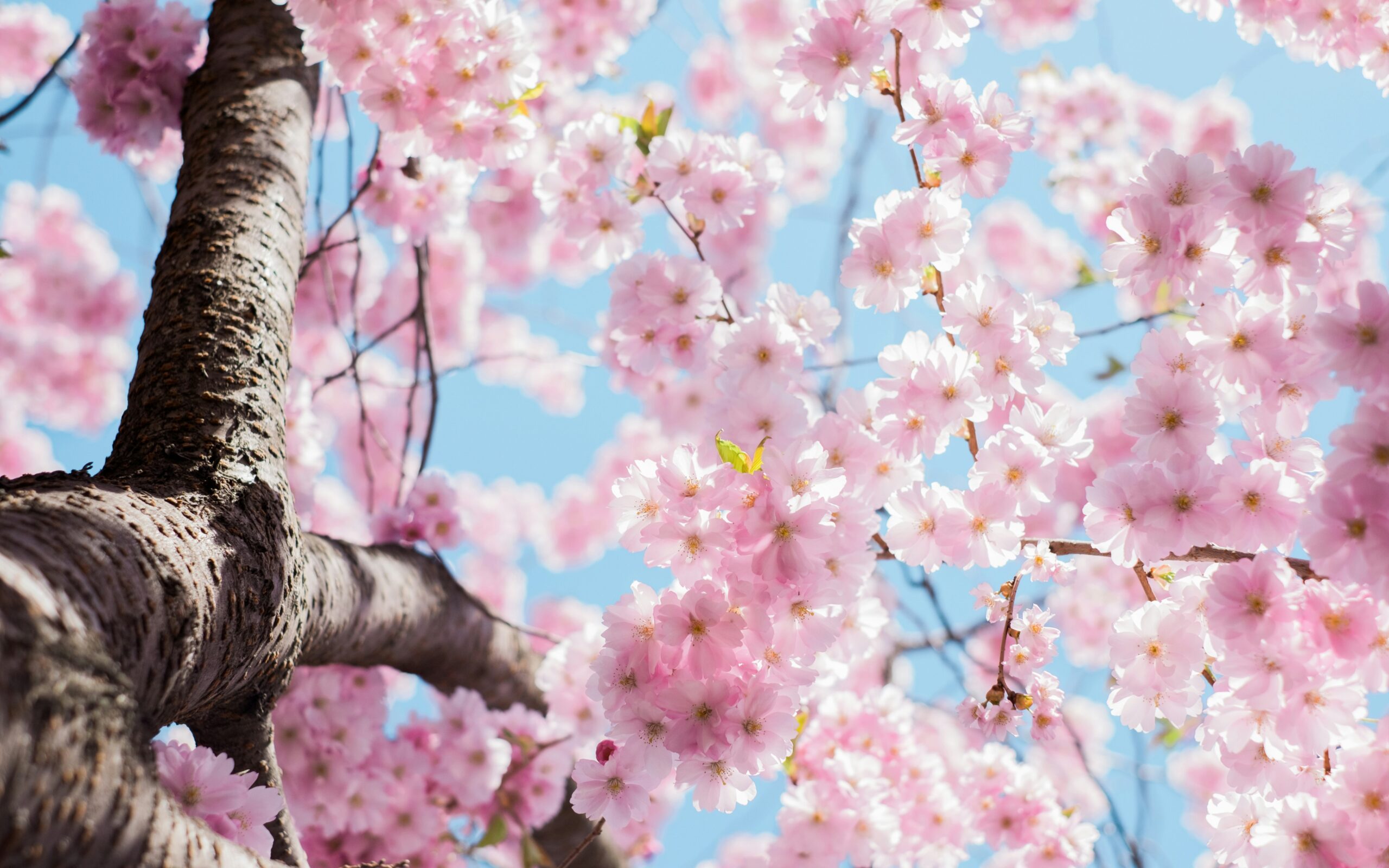 springtime blooms